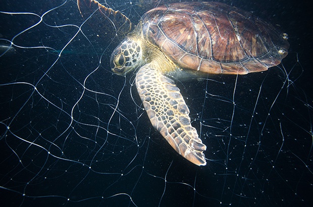 Pesquisa avalia impacto de diferentes pescarias na bioquímica sanguínea de tartaruga-verde em Ubatuba 